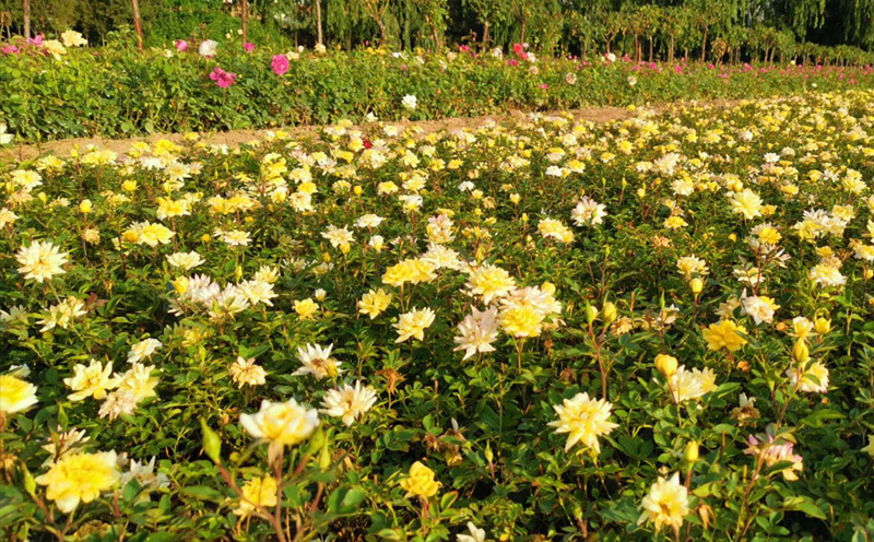 黄甘南月季花展示