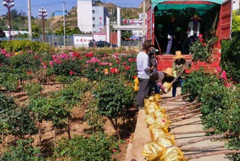 甘南月季园开出“脱贫花”