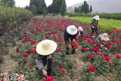 甘谷：两代人的“甘南月季梦”